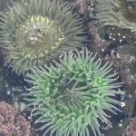 Tide pool anemones Pismo Beach California 
