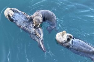 Sea Otters at the Wharf in Morro Bay California