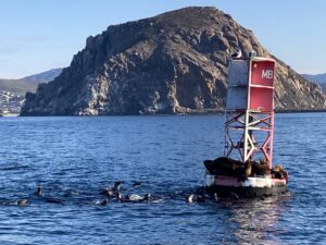 Morro Rock; seal lions;  whale watching day trip at Morro Bay California, one of our Central Coast Destinations