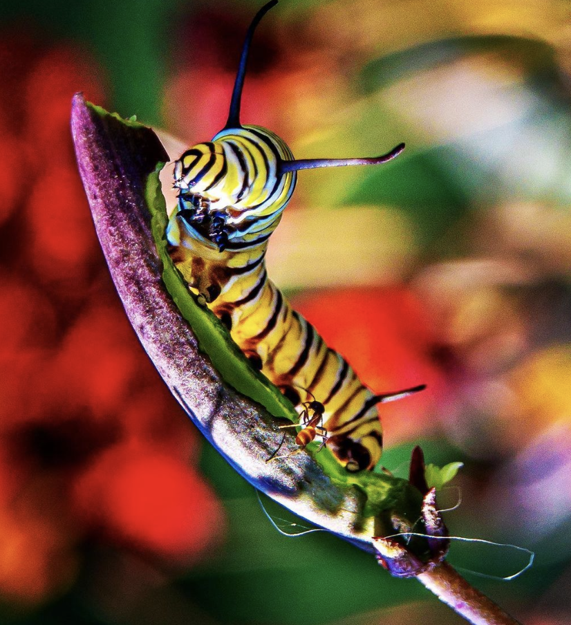 Monarch Butterfly Caterpillar on milkweed plant in our backyard