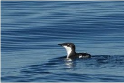 Kayaking in Sea of Cortez:  Murrelets are wing-propelled divers, flying underwater after prey with powerful, rapid wingbeats.