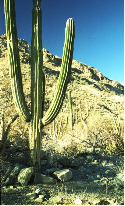 Kayaking in the Sea of Cortez: The vegetation south of Bahia San Rafael was more open and dominated by chollo and saguaro cactus. 