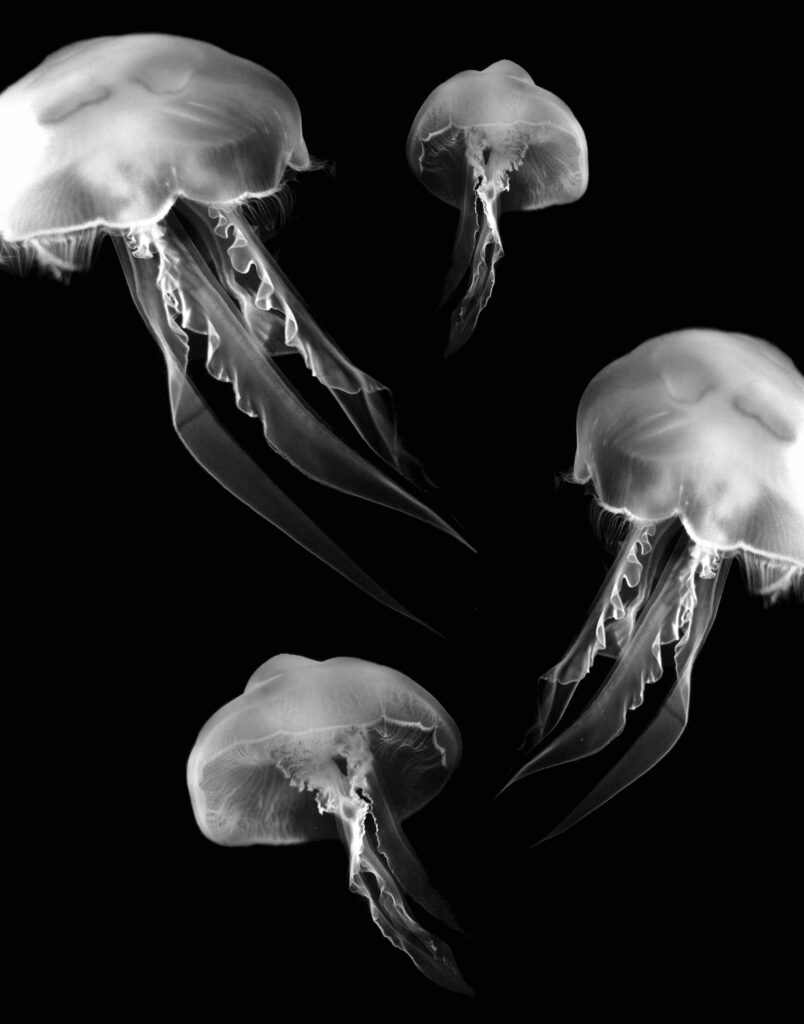Sea of Cortez fate? “the jellyfish typhoon,” “the rise of slime,” “the spineless menace.”