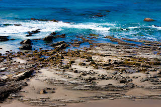 Most biologist visiting the tide pools along the coast of California have their own favorite field guides, often one of them being the classic Between Pacific Tides. 