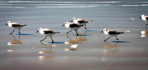 Sanderlings, shorebirds on Crystal Cove Beach