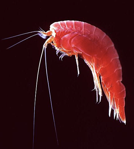 Amphipods comprise an order of crustacea, shrimp-like in form, which contains mostly marine and freshwater forms.Most amphipods are scavengers.
