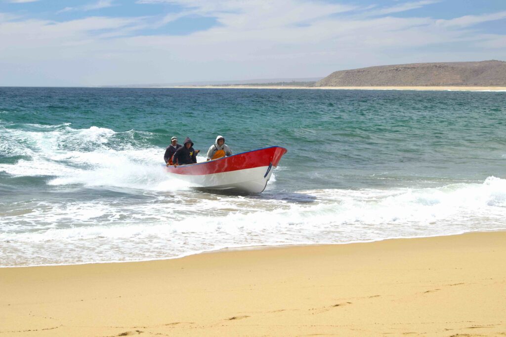 Used by Baja Panga Fishermen, pangas were designed and built of fiberglass in the early 1960’s in La Paz, Baja, the panga was simple – no inside floor, no cockpit, no extraneous features. 