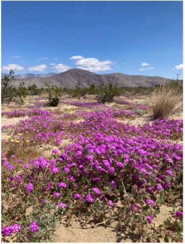 Anza Borrego Super Bloom in Coyote Canyon