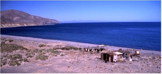 Along the coast of the sea of Cortez, the fish camps of Baja Panga Fishermen are often situated in idyllic locations, surrounded by stunning natural beauty and crystal-clear waters teeming with marine life. 