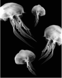 The numerous jellyfish are a sign of a degraded coastal environment and are commonly seen by the Baja panga fishermen